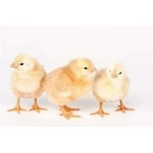 Meet your Posher, Suzanne